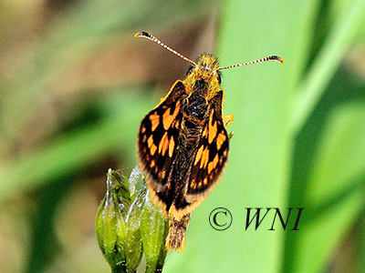 Arctic Skipper (Carterocephalus palaemon)